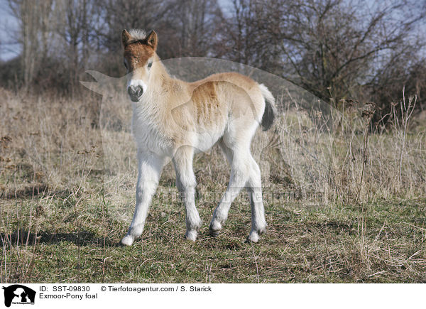 Exmoor-Pony Fohlen / Exmoor-Pony foal / SST-09830