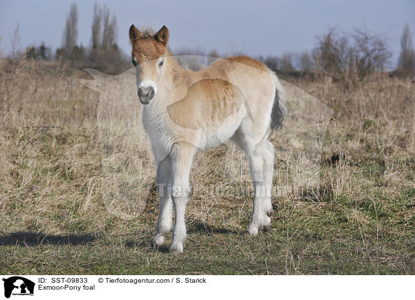 Exmoor-Pony Fohlen / Exmoor-Pony foal / SST-09833
