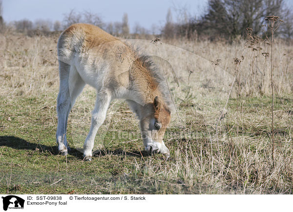 Exmoor-Pony Fohlen / Exmoor-Pony foal / SST-09838