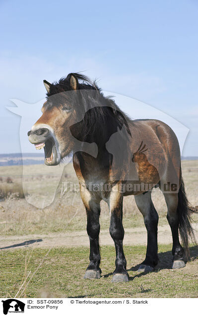 Exmoor Pony / SST-09856