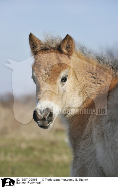 Exmoor-Pony Fohlen / Exmoor-Pony foal / SST-09868