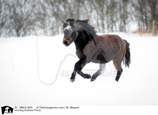 running Exmoor Pony / MW-01855