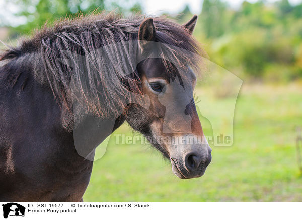 Exmoor-Pony portrait / SST-19577