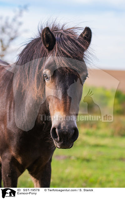 Exmoor-Pony / Exmoor-Pony / SST-19578