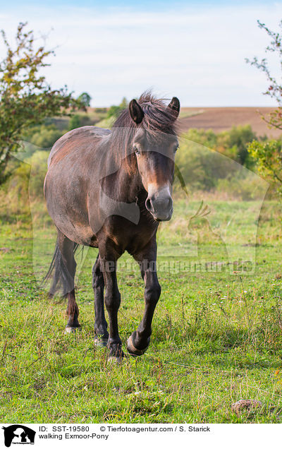 laufendes Exmoor-Pony / walking Exmoor-Pony / SST-19580
