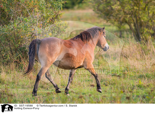 trotting Exmoor-Pony / SST-19588