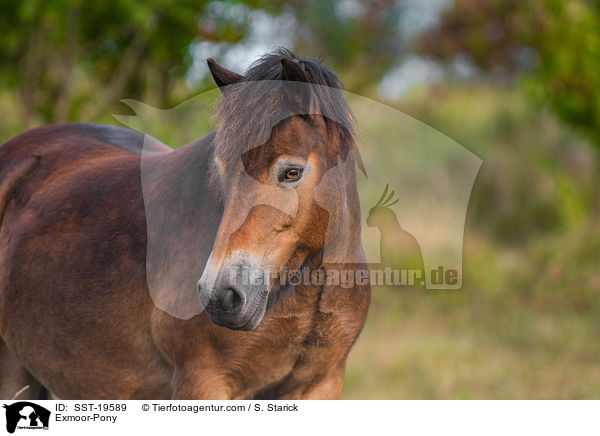 Exmoor-Pony / Exmoor-Pony / SST-19589