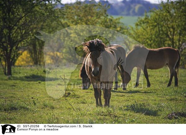 Exmoor-Ponys auf einer Wiese / Exmoor Ponys on a meadow / SST-20258