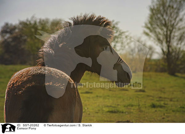 Exmoor-Pony / Exmoor Pony / SST-20262