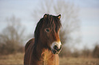 Exmoor-Pony Portrait