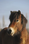 Exmoor-Pony Portrait