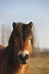 Exmoor-Pony Portrait