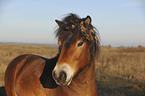 Exmoor-Pony Portrait