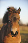 Exmoor-Pony Portrait