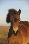 Exmoor-Pony Portrait