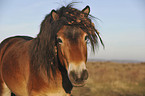 Exmoor-Pony Portrait