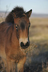 Exmoor Pony Portrait