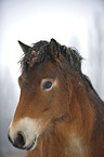 Exmoor Pony Portrait