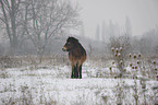 Exmoor Pony