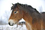 Exmoor Pony Portrait