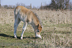 Exmoor-Pony foal