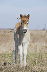 Exmoor-Pony foal