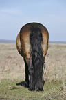 Exmoor Pony