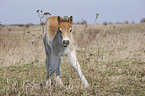 Exmoor-Pony foal