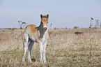 Exmoor-Pony foal