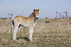 Exmoor-Pony foal