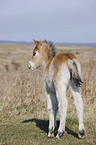 Exmoor-Pony foal