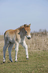 Exmoor-Pony foal