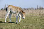 Exmoor-Pony foal