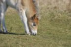 Exmoor-Pony foal