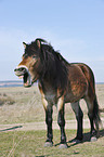 Exmoor Pony