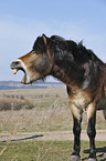 Exmoor Pony