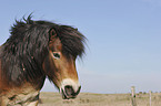 Exmoor Pony Portrait