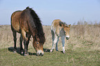 Exmoor Pony