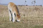 Exmoor-Pony foal