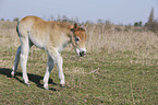 Exmoor-Pony foal