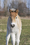 Exmoor-Pony foal