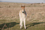 Exmoor-Pony foal