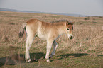 Exmoor-Pony foal