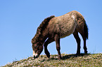 browsing Exmoor-Pony