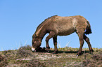 browsing Exmoor-Pony