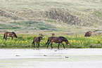 Exmoor Ponies