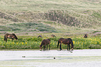 Exmoor Ponies