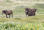 Exmoor Ponies