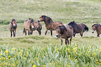 Exmoor Ponies