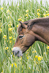 Exmoor Pony Portrait